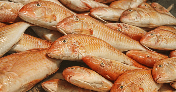 سعر السمك اليوم، فيتو