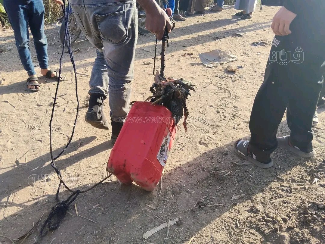 الفراخ الميتة طعم لاصطياد التماسيح،فيتو