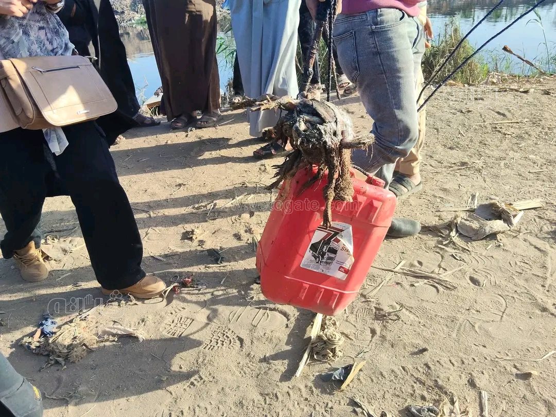 الفراخ الميتة طعم لاصطياد التماسيح،فيتو