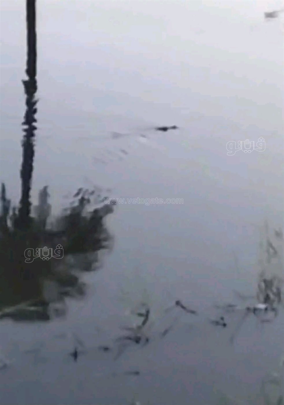 الفراخ الميتة طعم لاصطياد التماسيح،فيتو