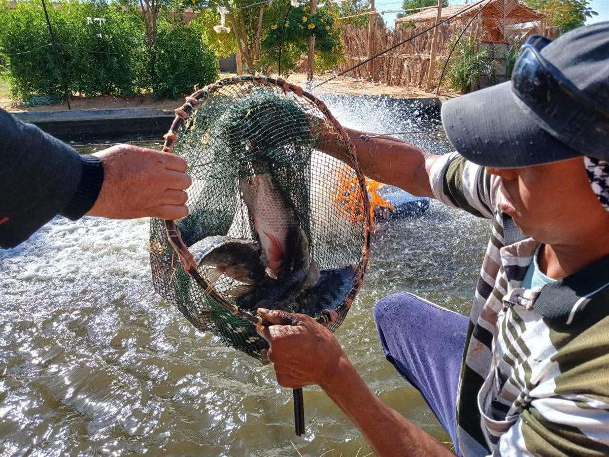 أسماك مشروعات الاستزراع السمكي في أسواق الوادي الجديد
