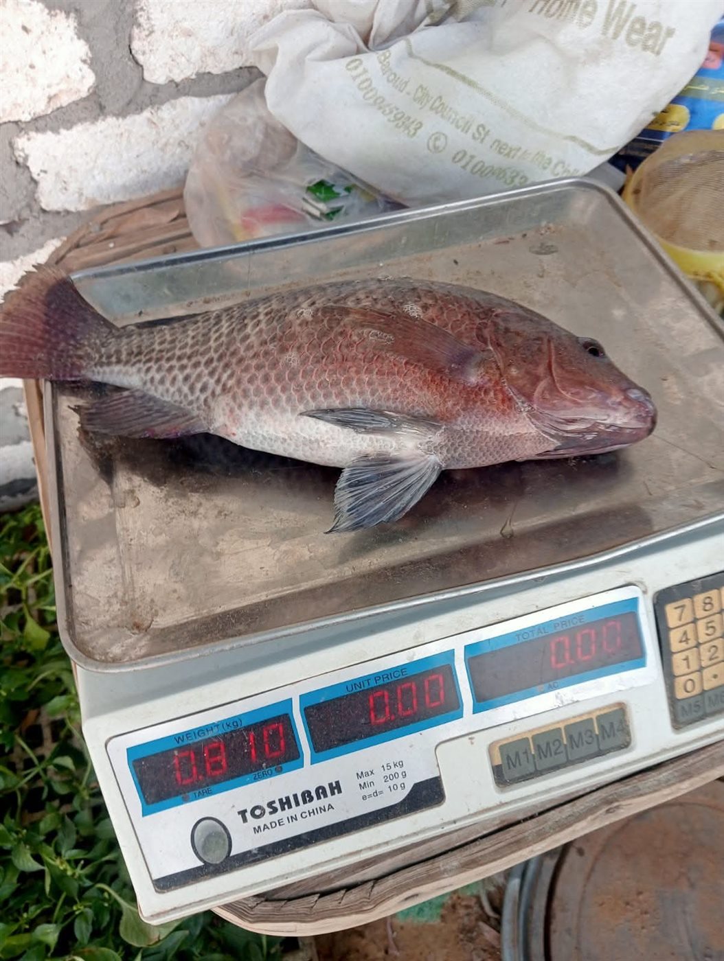 أسماك مشروعات الاستزراع السمكي في أسواق الوادي الجديد