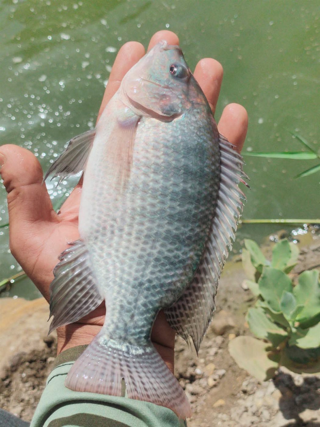 أسماك مشروعات الاستزراع السمكي في أسواق الوادي الجديد