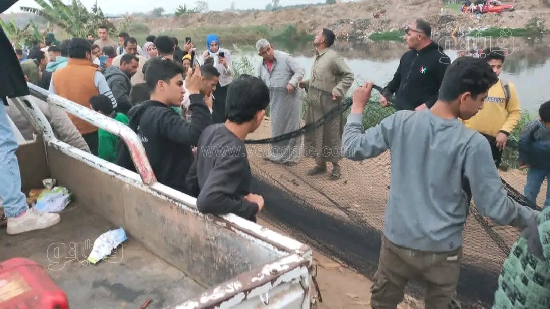 مطاردة التمساح في الزوامل.. خطة غائبة وحالة هلع تتصاعد،فيتو