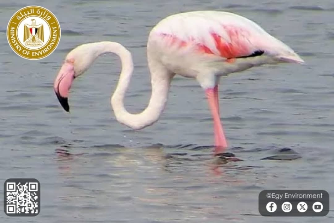 عودة طيور الفلامنجو إلى بحيرة قارون 
