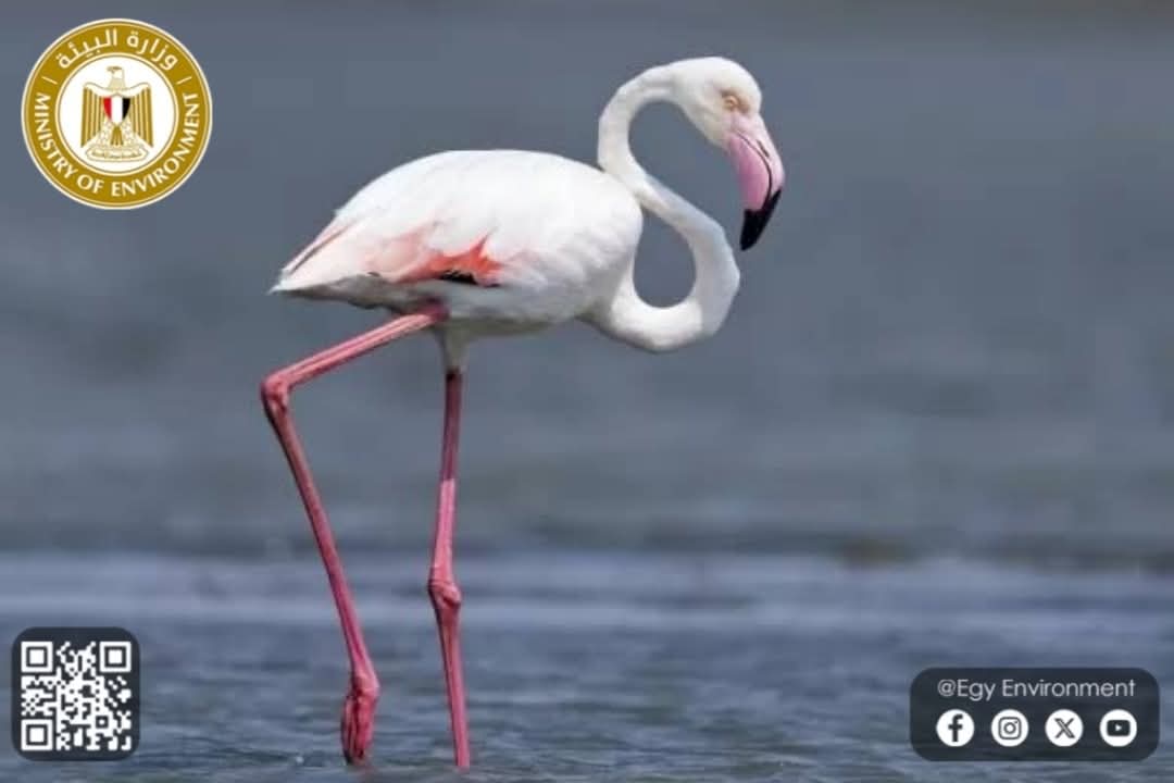 عودة طيور الفلامنجو إلى بحيرة قارون 