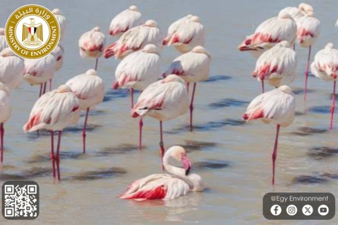 عودة طيور الفلامنجو إلى بحيرة قارون 