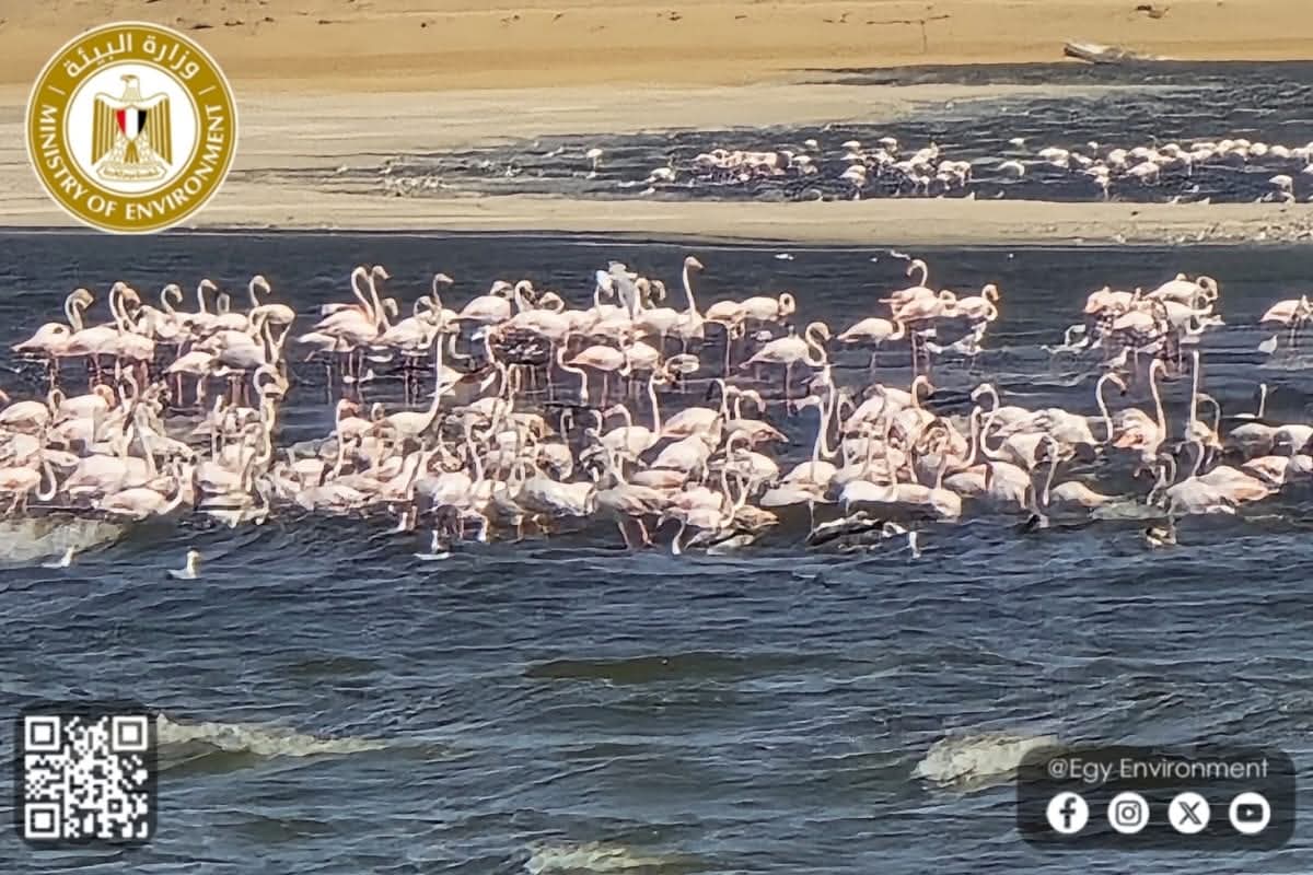 عودة طيور الفلامنجو إلى بحيرة قارون 