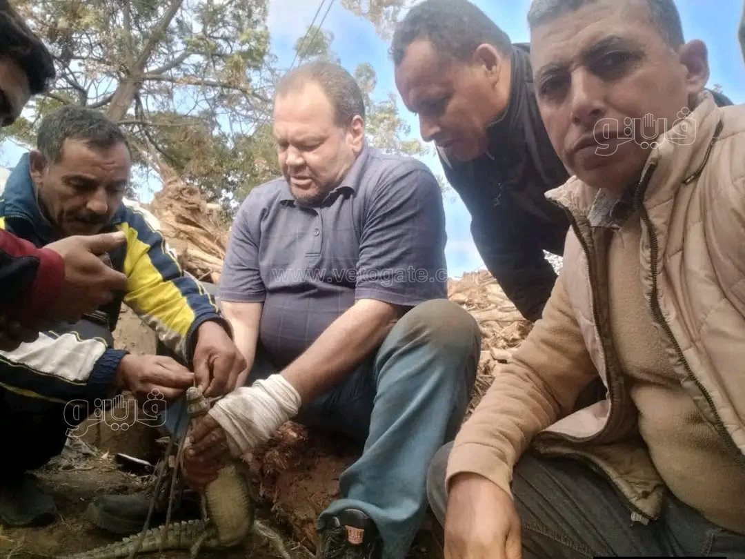 العثور على تمساح صغير بالزوامل،فيتو