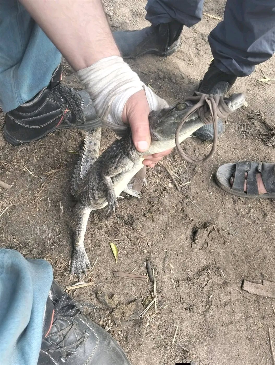 العثور على تمساح صغير بالزوامل،فيتو