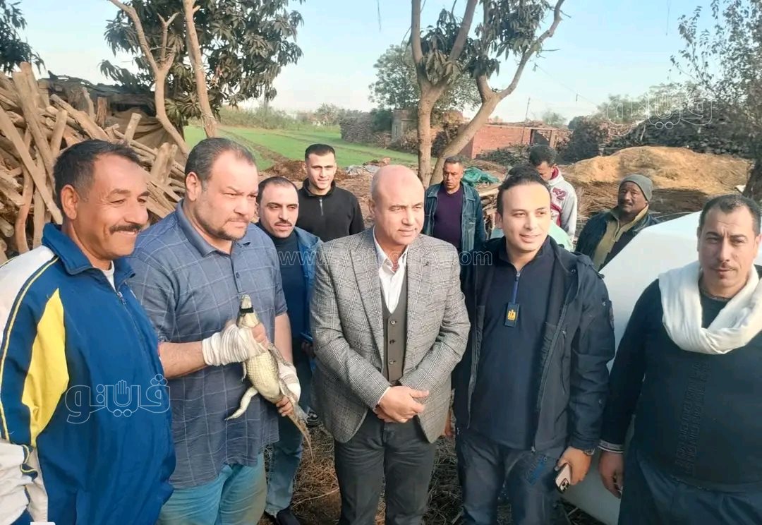 بعد أسبوع من القلق والفزع، اصطياد تمساح الزوامل بالشرقية،فيتو