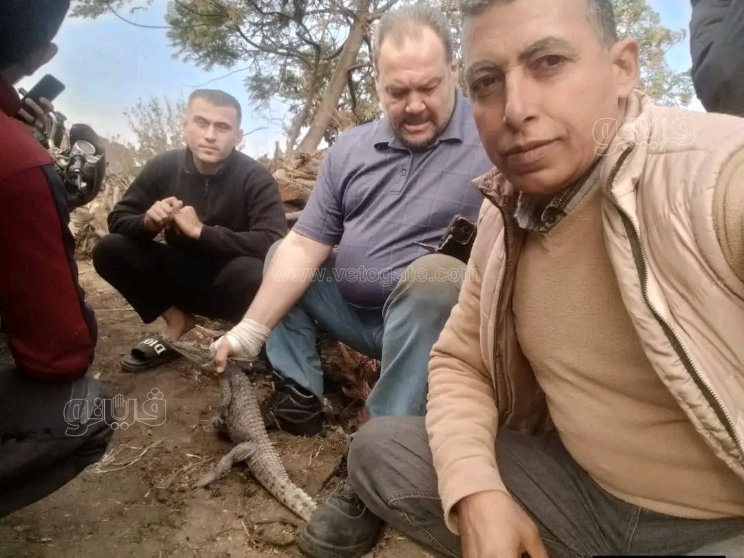 بعد أسبوع من القلق والفزع، اصطياد تمساح الزوامل بالشرقية،فيتو