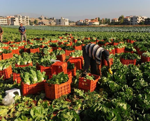 الزراعة في مصر الأكثر تقدمًا، فيتو