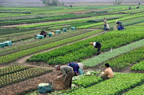 افتحوا الباب لخبراء الزراعة المصريين، فيتو