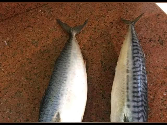 اسماك الماكريل والتونة 