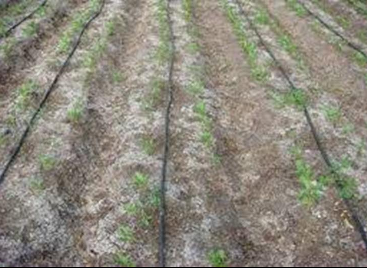 الري بالتنقيط يضر التربة، فيتو