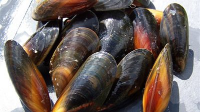 فوائد بلح البحر