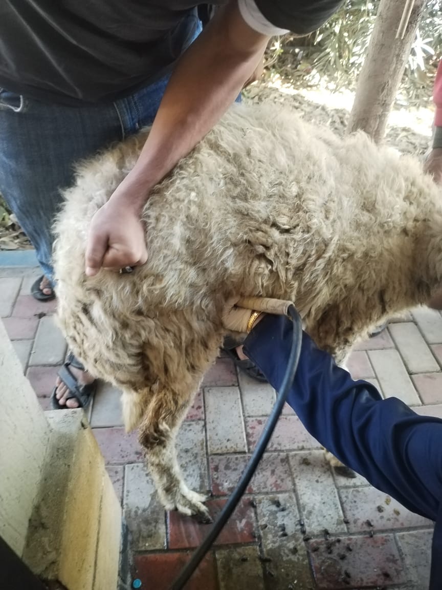 جانب من الحملات، فيتو