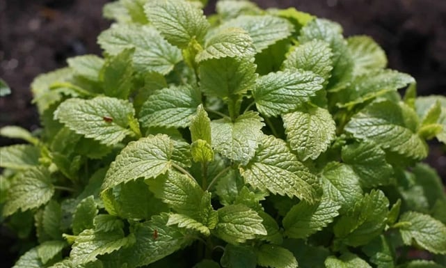 فوائد المليسة