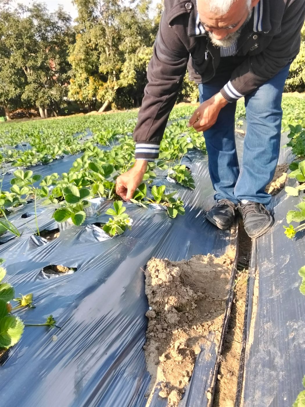 جانب من متابعة المحاصيل، فيتو