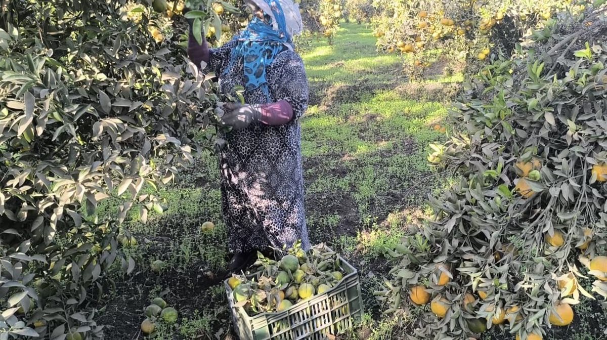 سيدات البرتقال في بساتين القليوبية