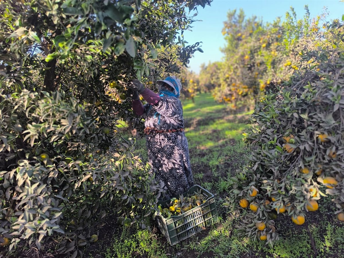 طروف عمل سيدات البرتقال في القليوبية
