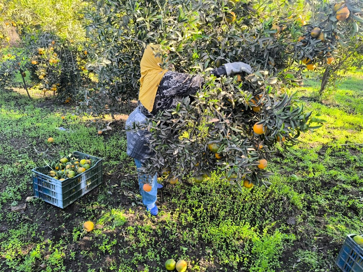 لحظة جمع البرتقال في البساتين