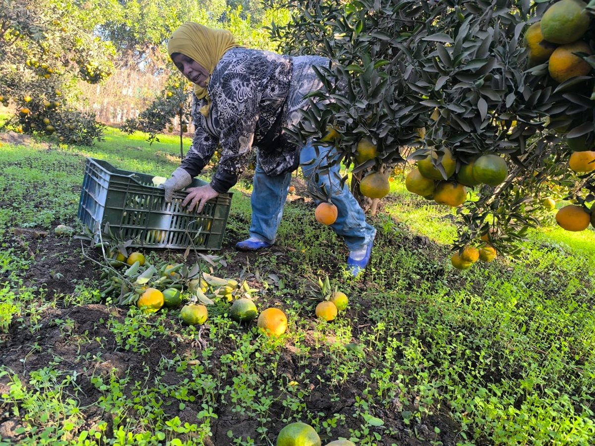 سيدة البرتقال في القليوبية