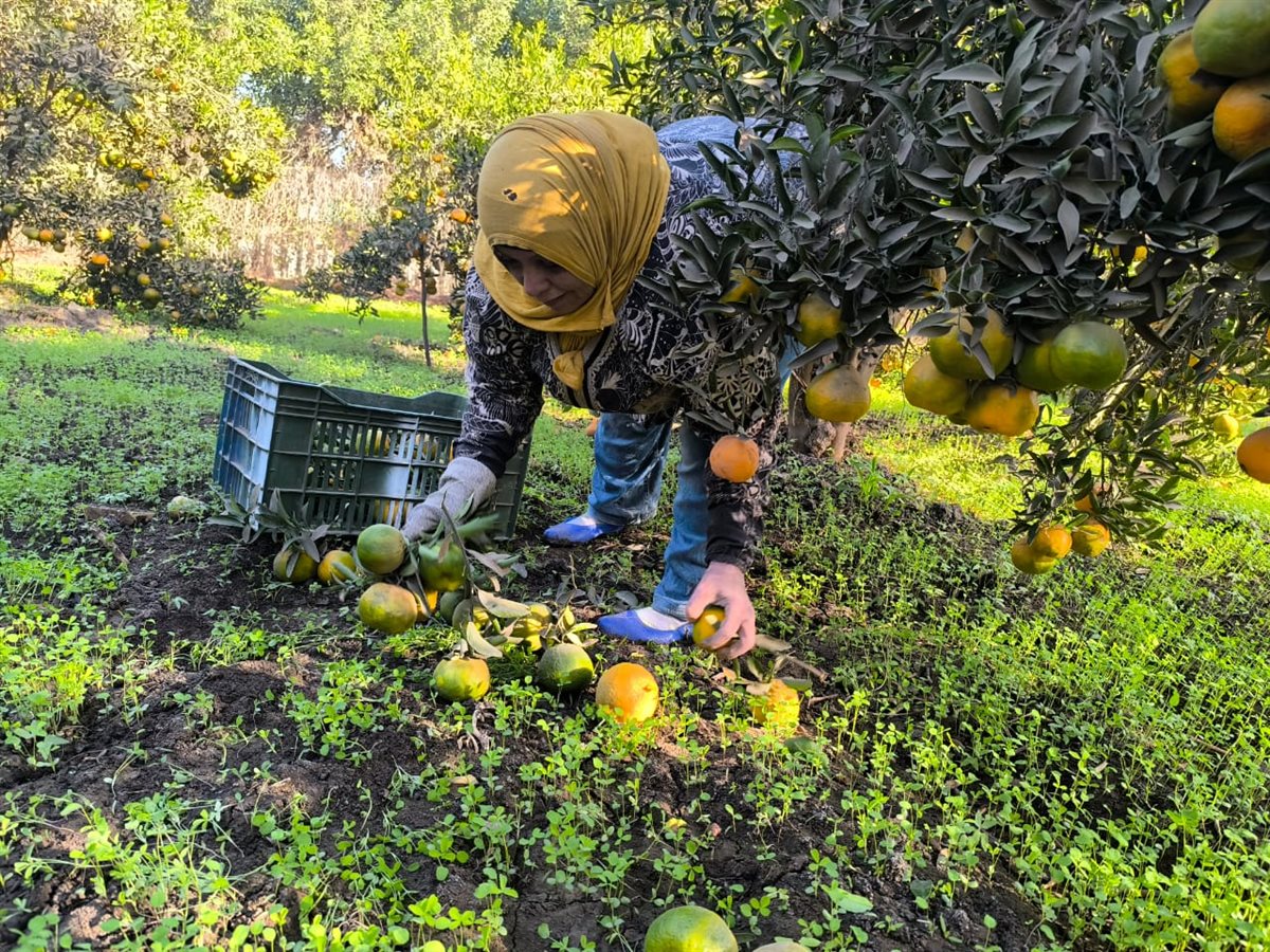 سيدات البرتقال في القليوبية