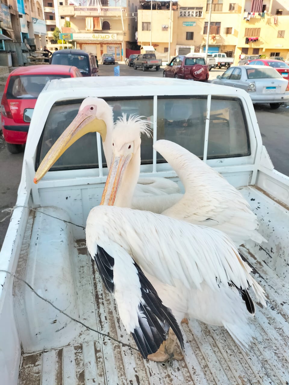 جانب من الحملة، فيتو