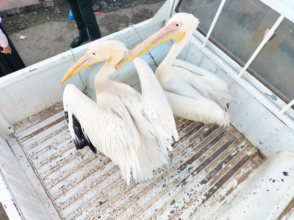 جانب من الحملة، فيتو