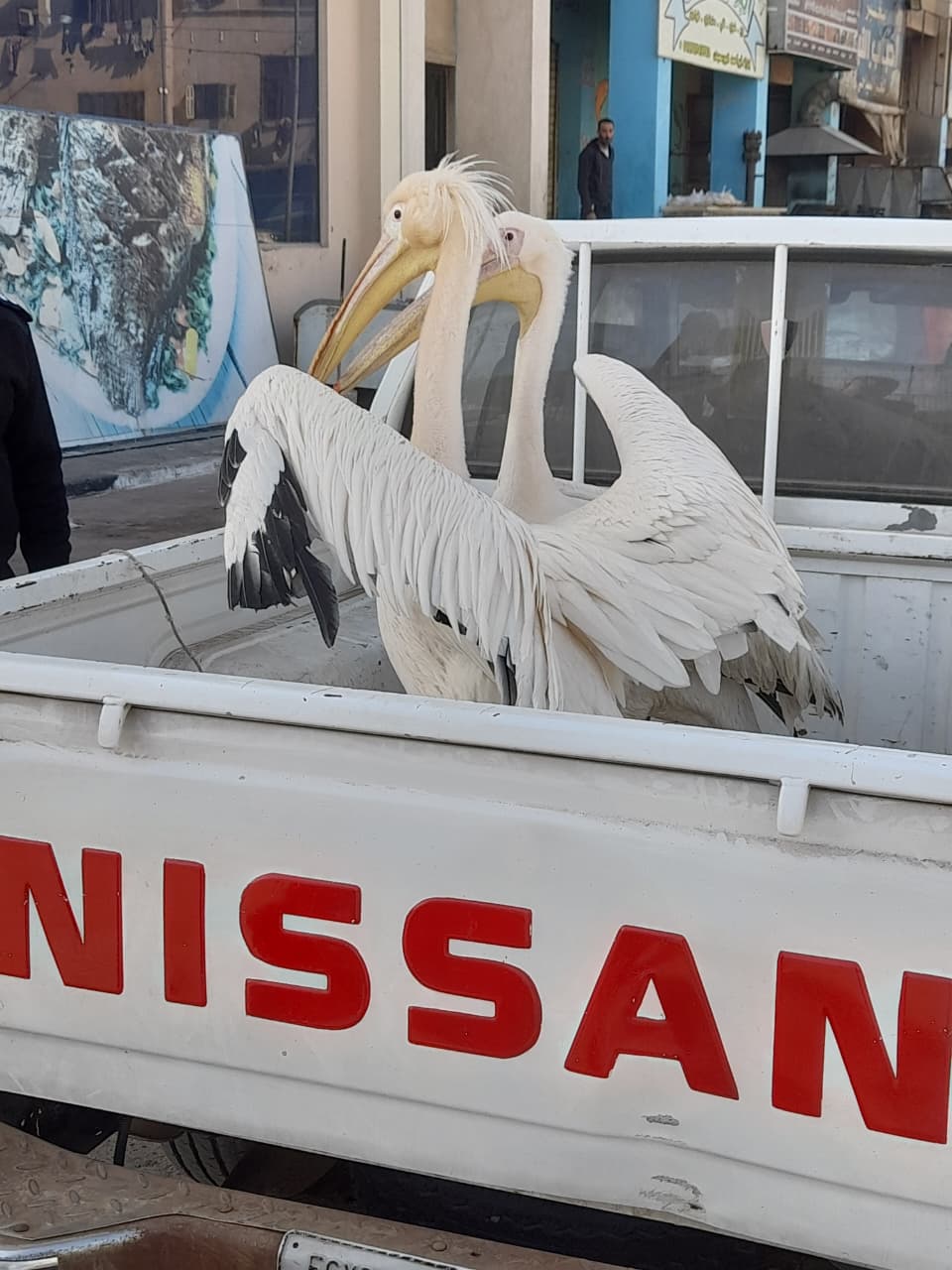 جانب من الحملة، فيتو