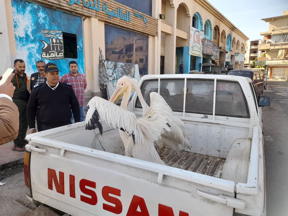 جانب من الحملة، فيتو