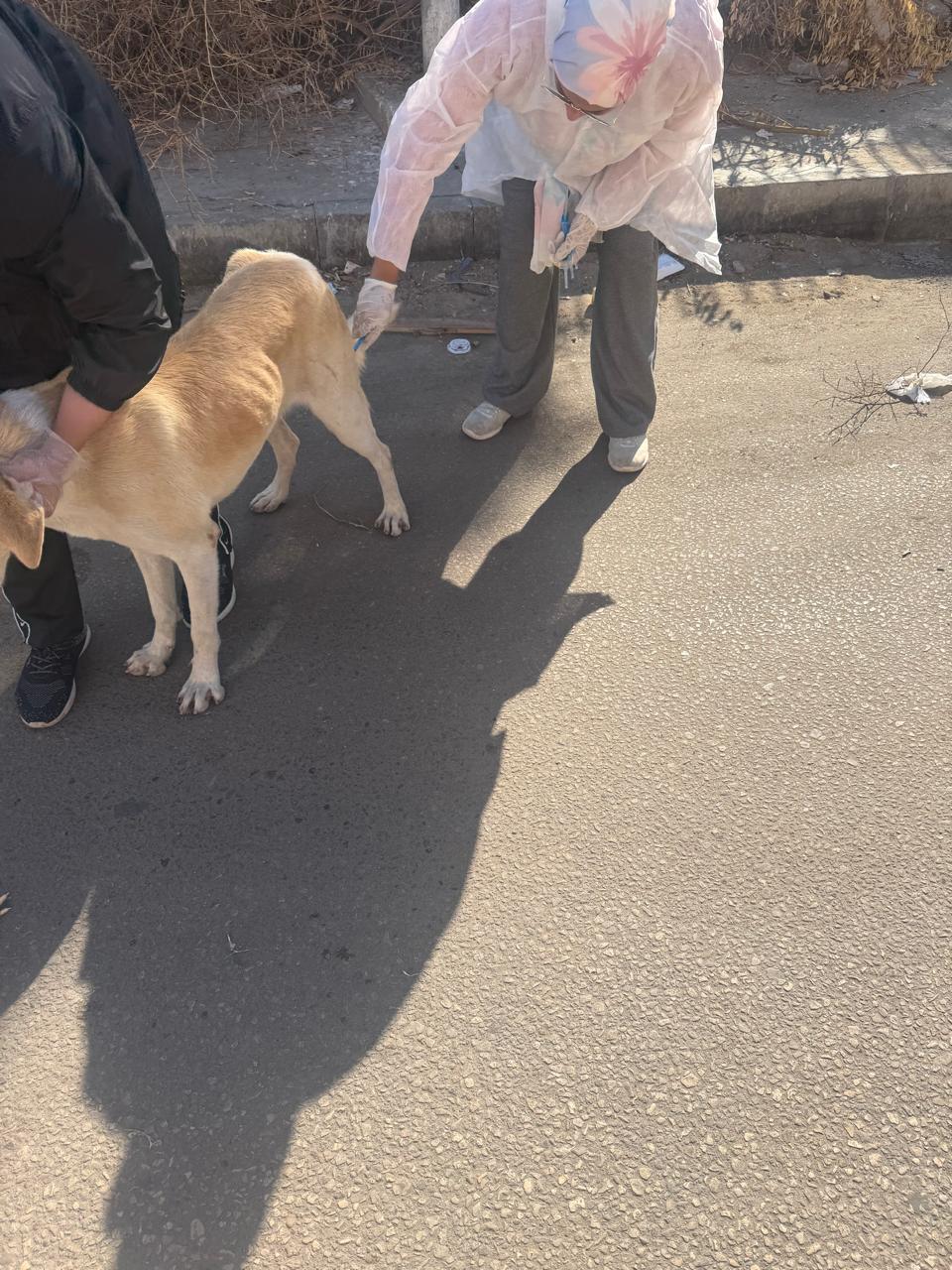 جانب من التحصين، فيتو