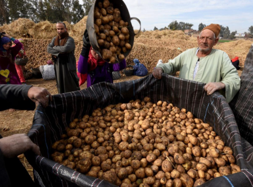 زيادة استهلاك المصريين من النشويات، فيتو