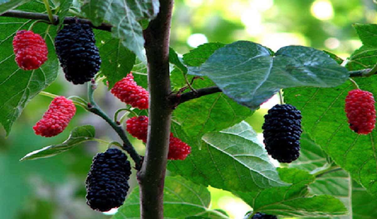 فوائد ورق التوت&nbsp;