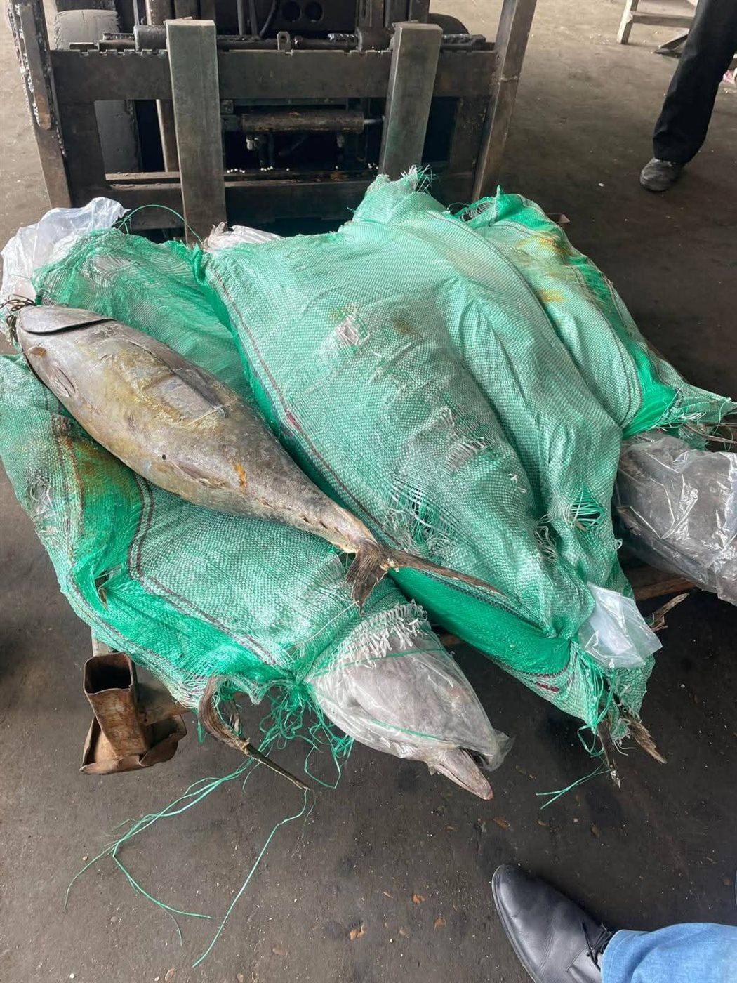 ضبط تونه فاسدة في اسواق دمياط