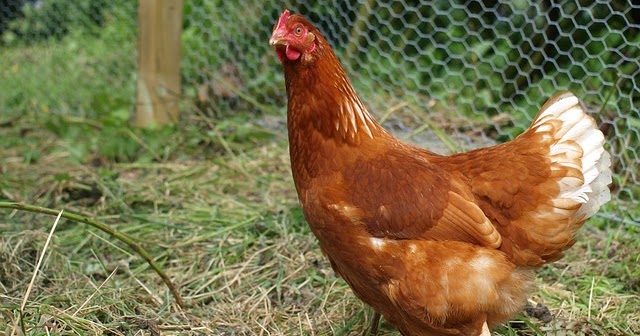 أسعار الفراخ اليوم، فيتو