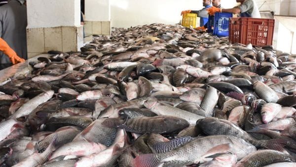 سعر السمك اليوم، فيتو