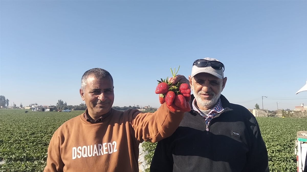 حصاد الفراولة بقرية الروضة في محافظة الإسماعيلية، فيتو