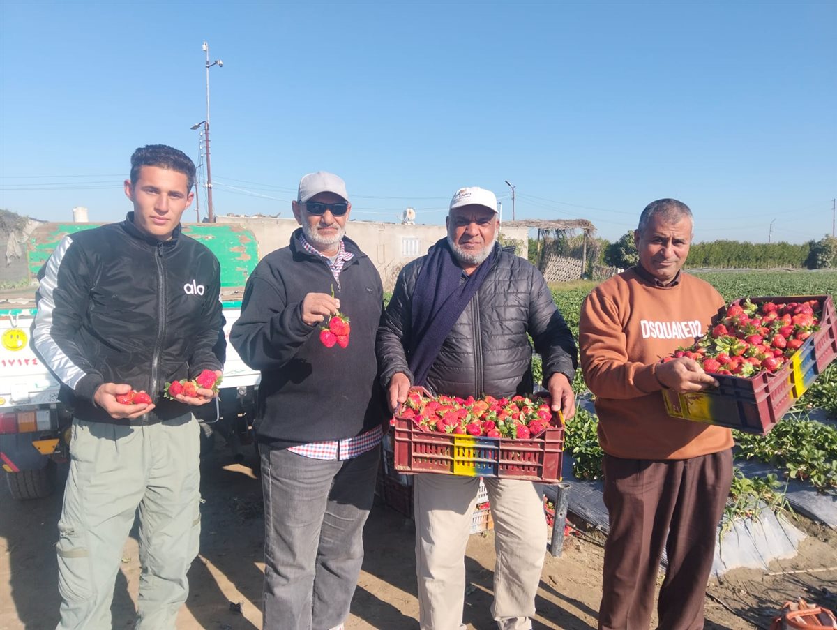 حصاد الفراولة بقرية الروضة في محافظة الإسماعيلية، فيتو