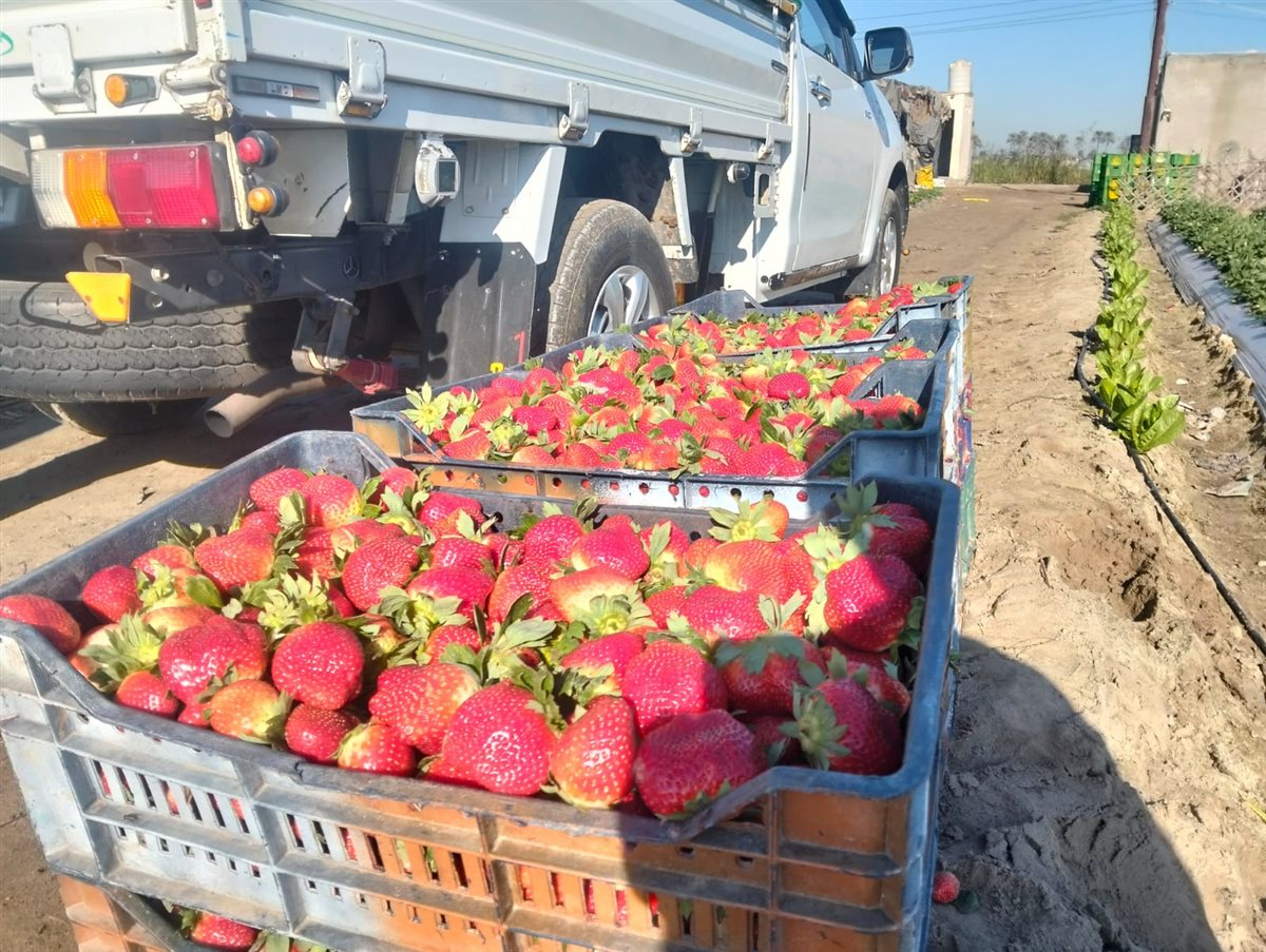 حصاد الفراولة بقرية الروضة في محافظة الإسماعيلية، فيتو