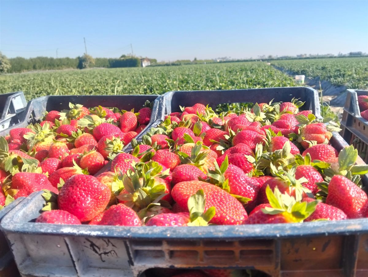 حصاد الفراولة بقرية الروضة في محافظة الإسماعيلية، فيتو