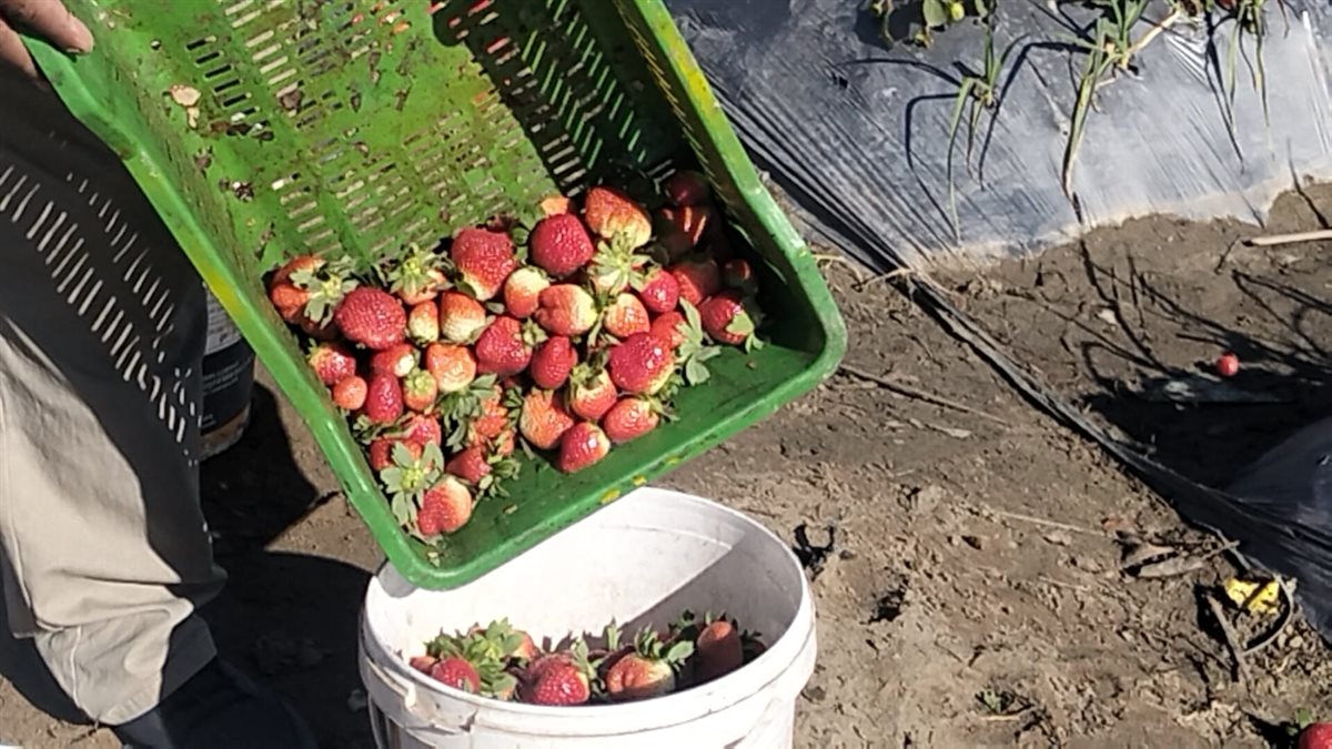 حصاد الفراولة بقرية الروضة في محافظة الإسماعيلية، فيتو