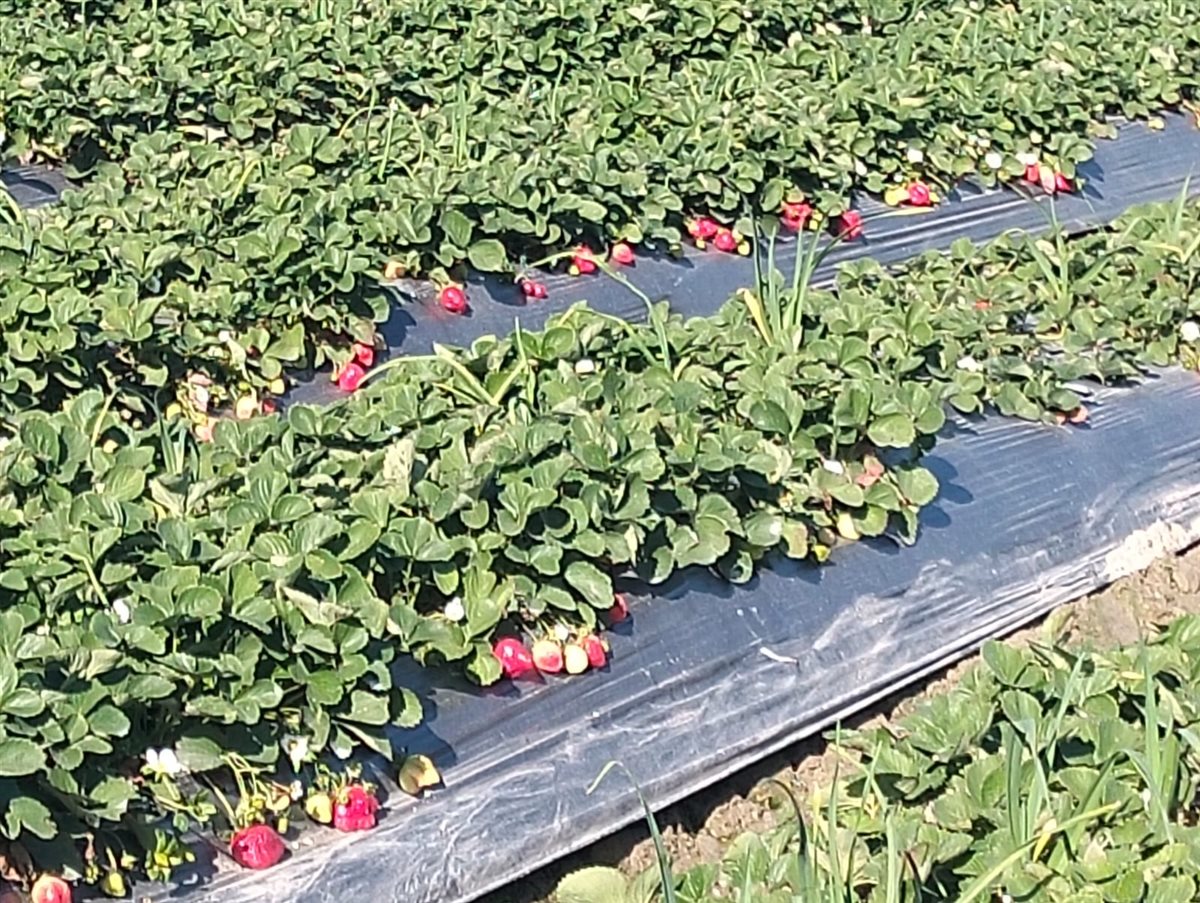 حصاد الفراولة بقرية الروضة في محافظة الإسماعيلية، فيتو