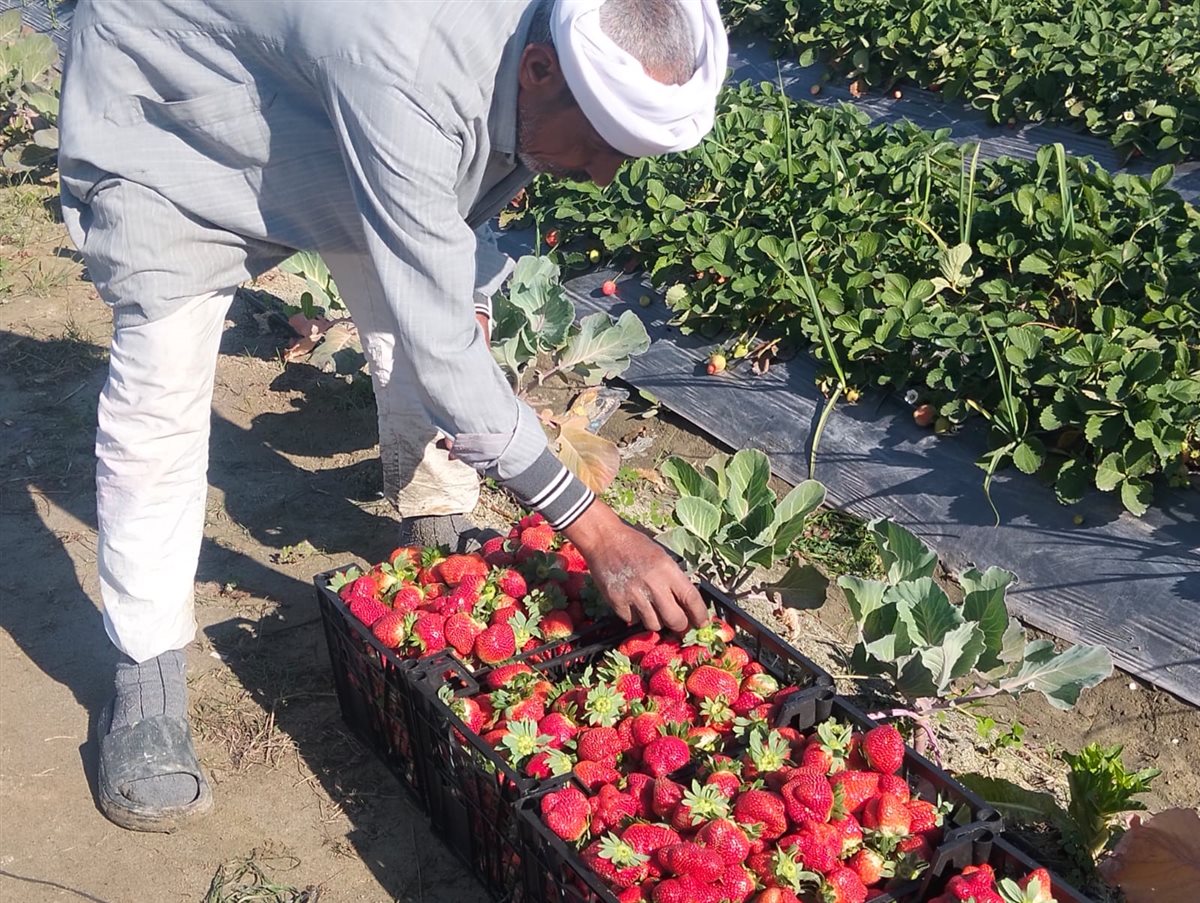 حصاد الفراولة بالإسماعيلية، فيتو