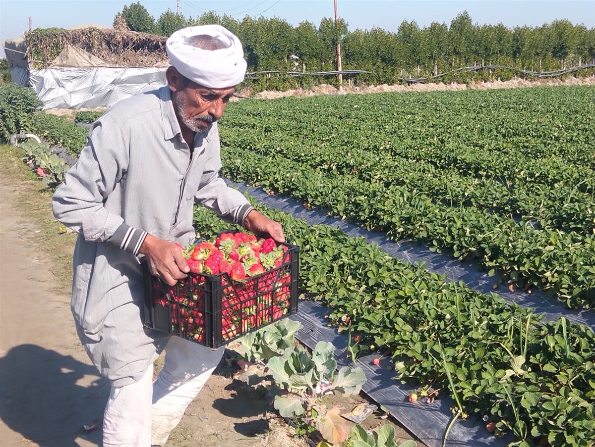 حصاد الفراولة بالإسماعيلية، فيتو