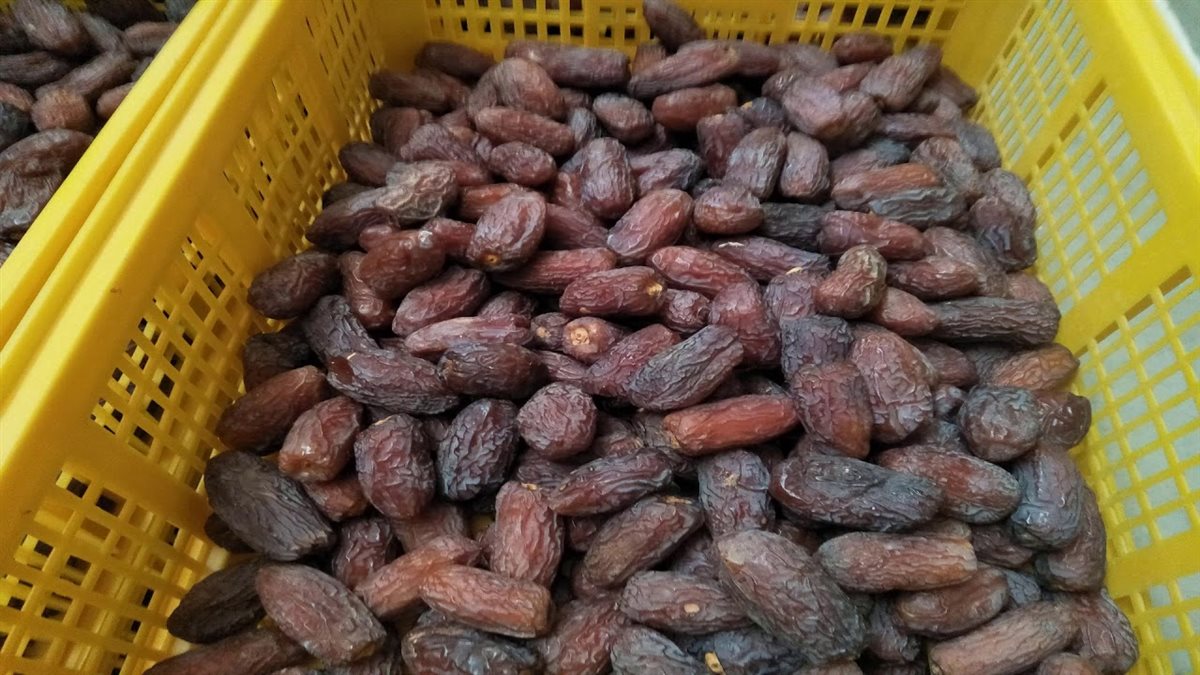 سعر البلح اليوم، فيتو