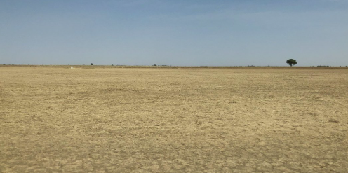 الفرق بين الصحراء والتصحر، فيتو