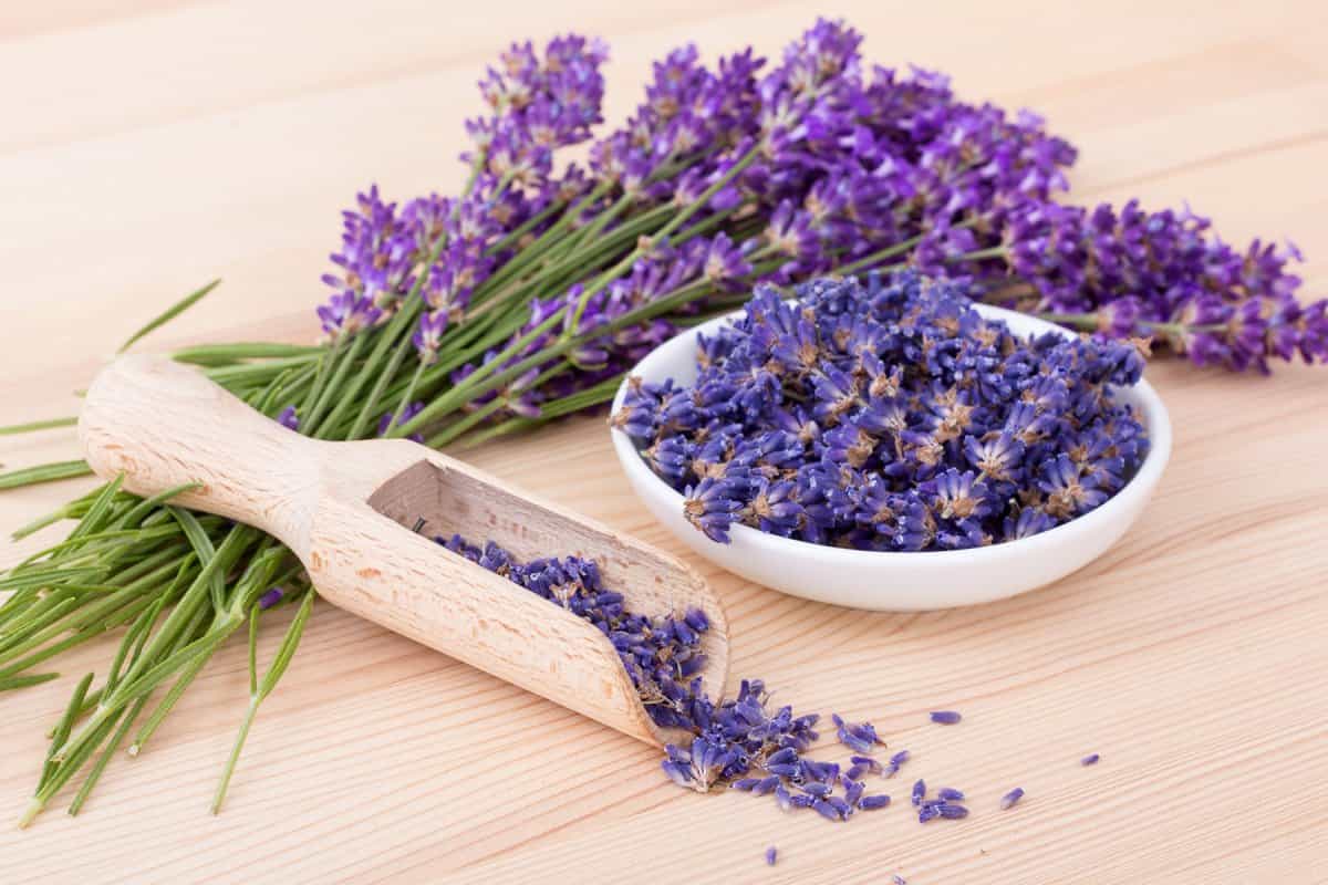 فوائد اللافندر&nbsp;